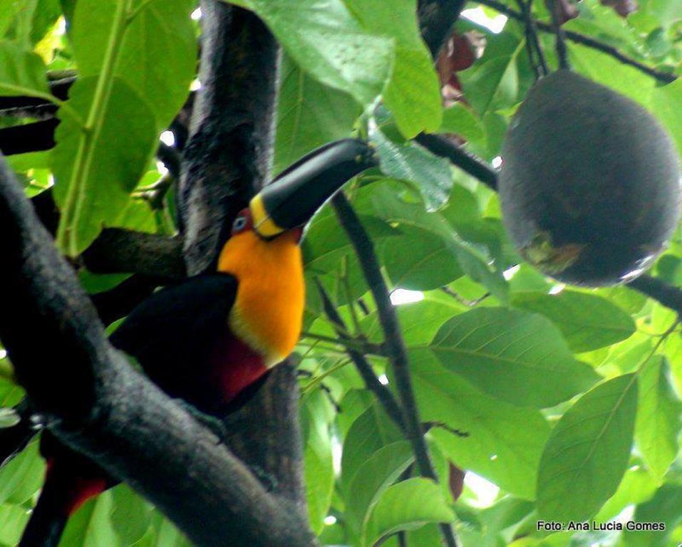 Rio Nature Hostel Rio de Janeiro Exteriér fotografie
